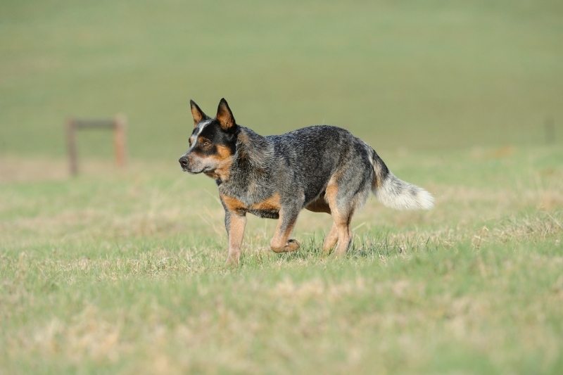 australian cattle dog horse breed