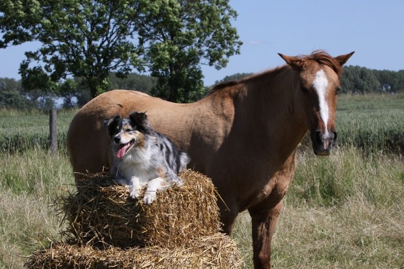 australian shepherd with horse