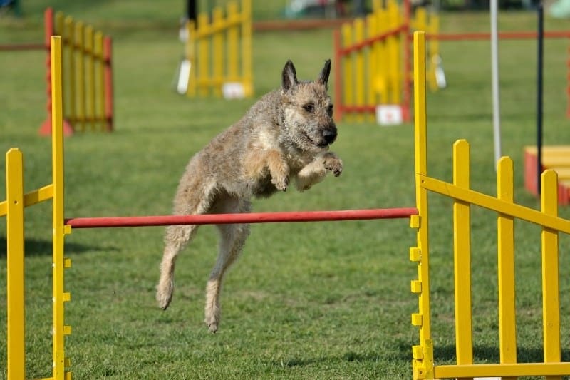 belgian laekenois jumping obstacle