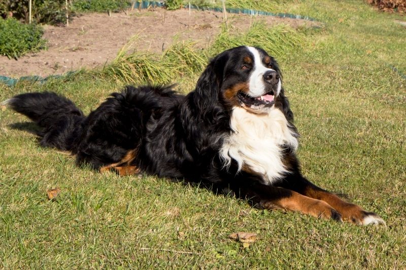 bernese mountain dog horse dog breed