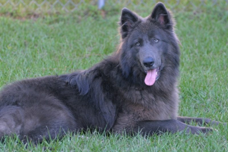Blue Bay Shepherd: everything about this mixed breed