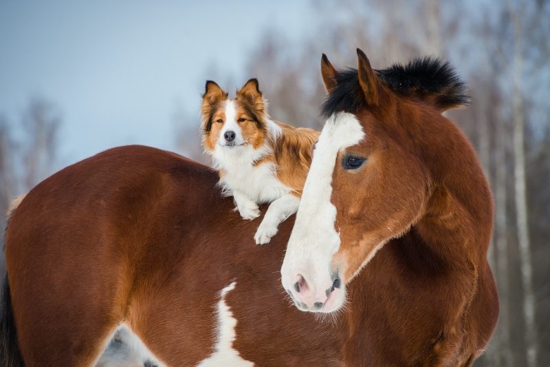 border collie breed with horse