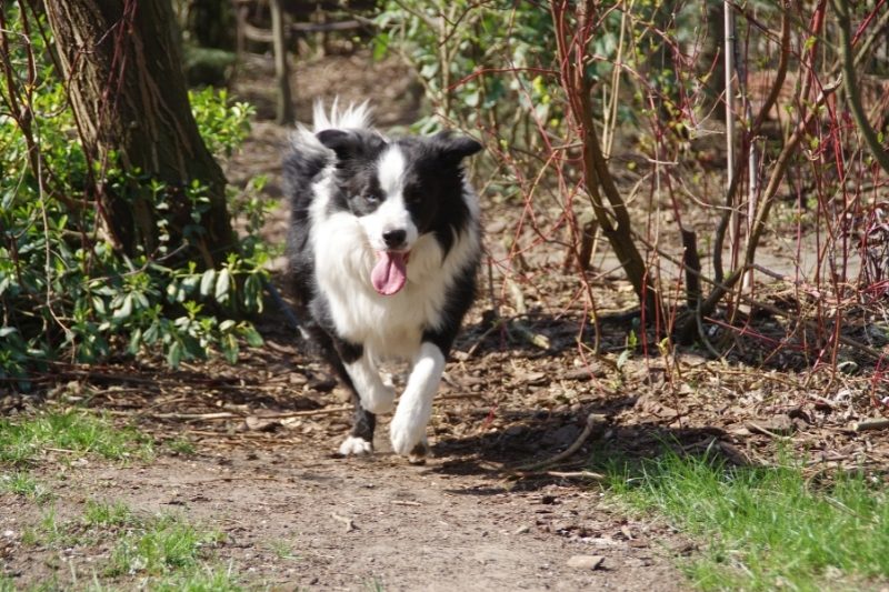 border collie top speed