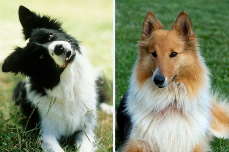 Border Collie vs Collie: what are the differences?