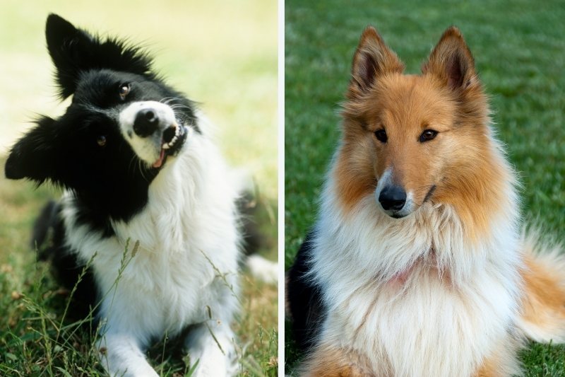 Border Collie vs Collie: what are the differences?