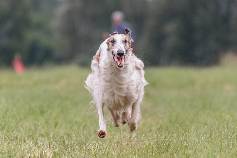 borzoi runs