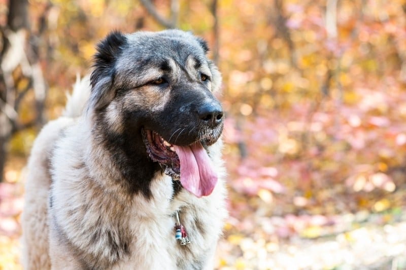 caucasian shepherd with tongue out