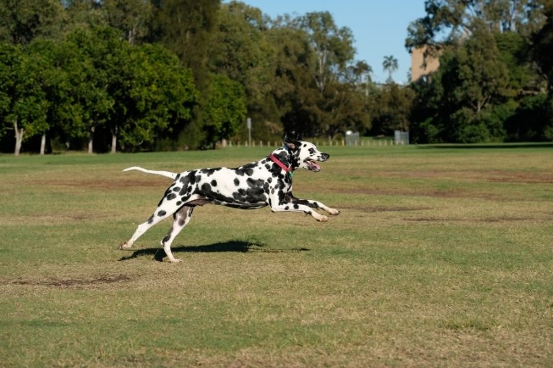 dalmatian running