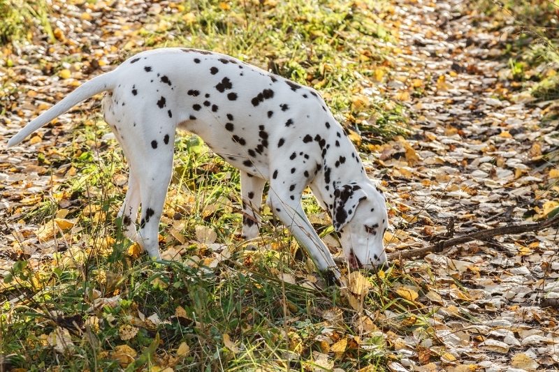 dalmatian with stick