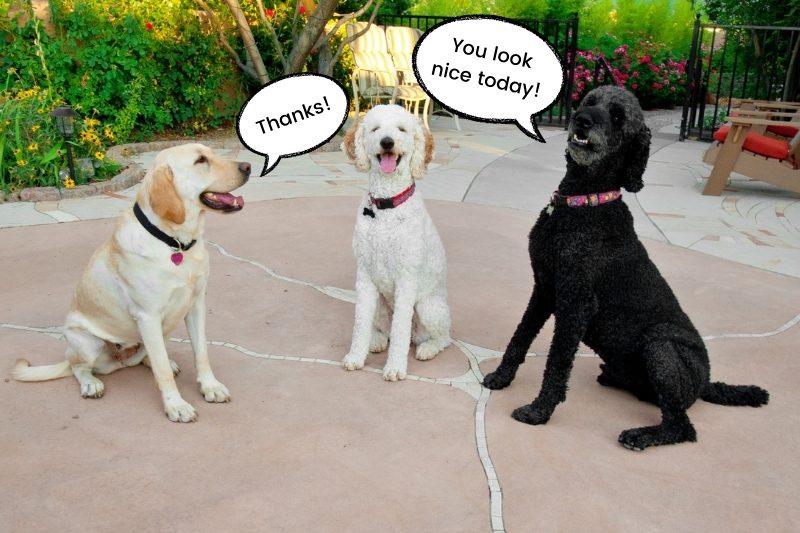Do dogs talk to each other?