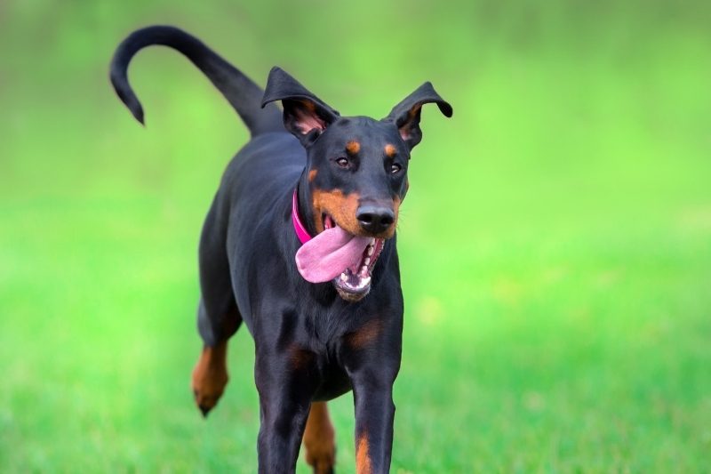 doberman corriendo