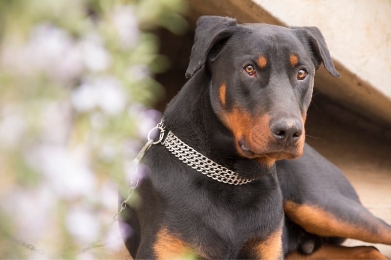 doberman vigilando