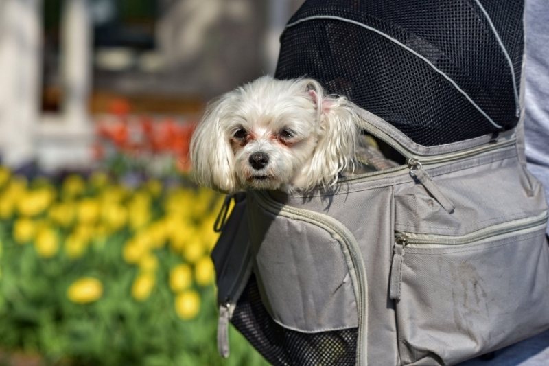 dog backpack for biking