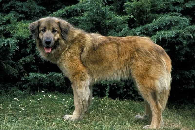 perro de montaña de estrela de pie