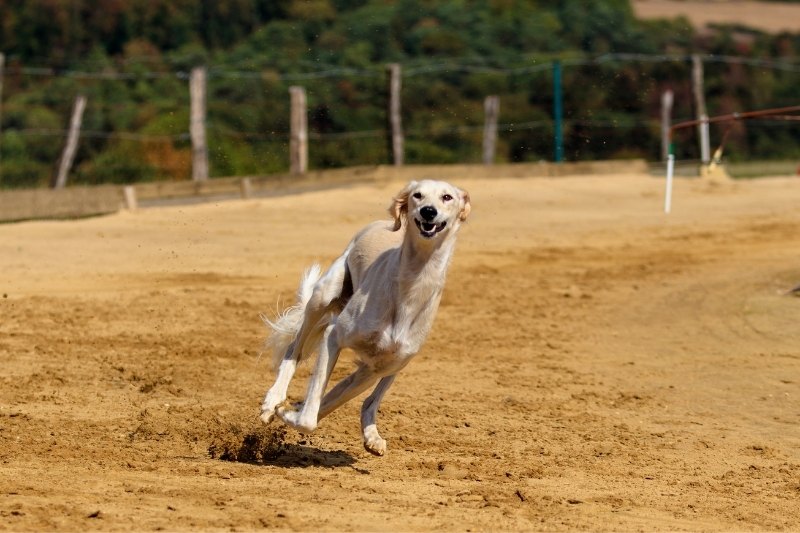 15 fastest dog breeds