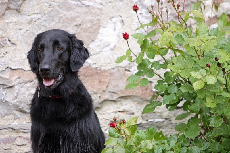 flat coated retriever delante de un muro