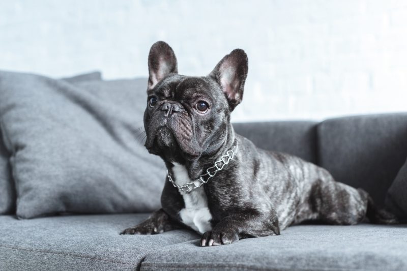 Are French Bulldog ears cropped or clipped?