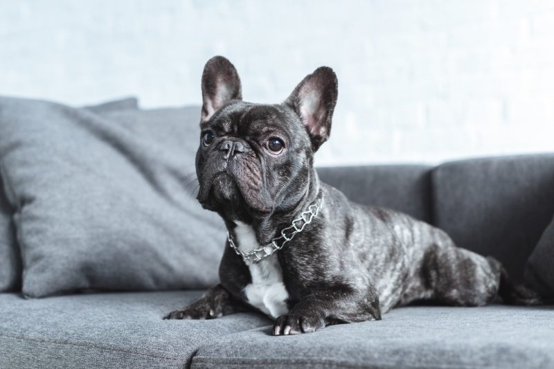french bulldog cropped ears