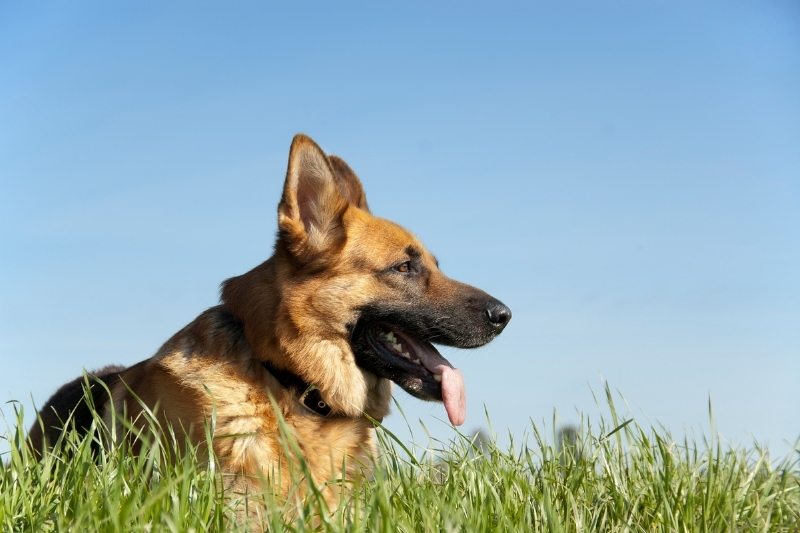 german shepherd from the side