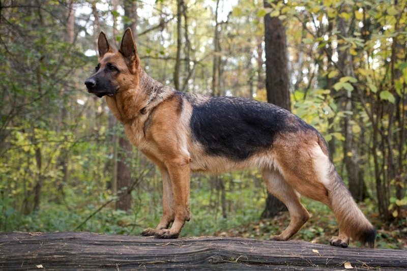 german shepherd protective dog