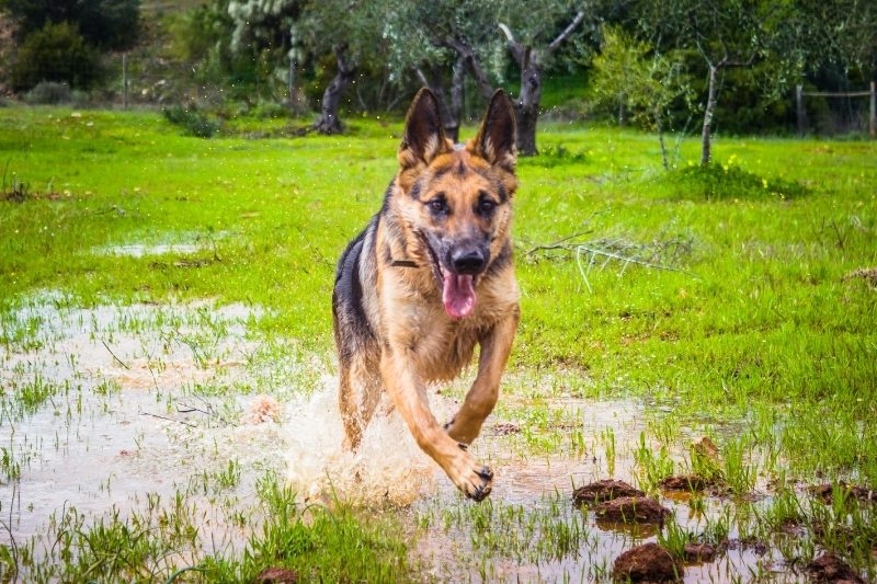 german shepherd running