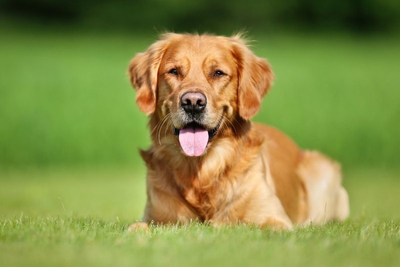 golden retriever tumbado en la hierba