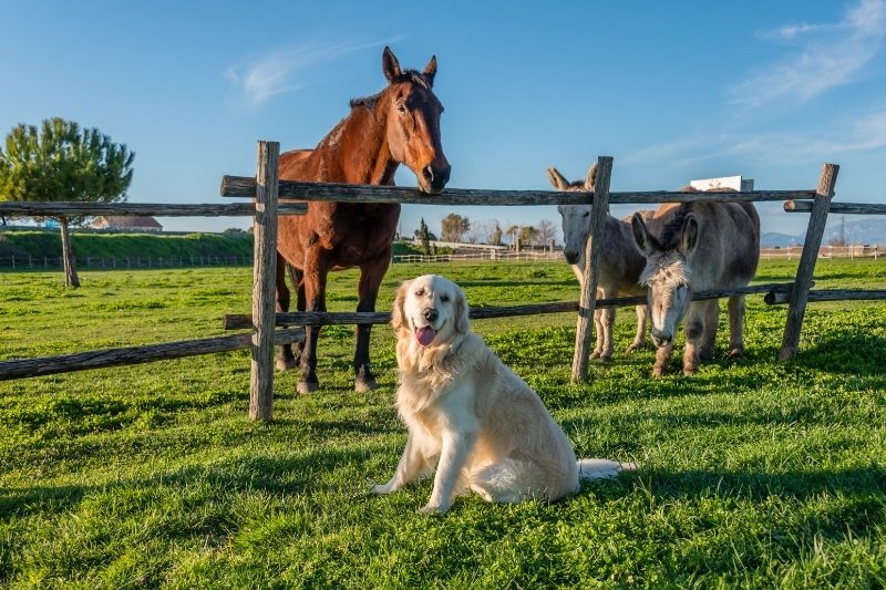 golden retriever with horse