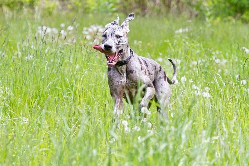 great dane is it fast