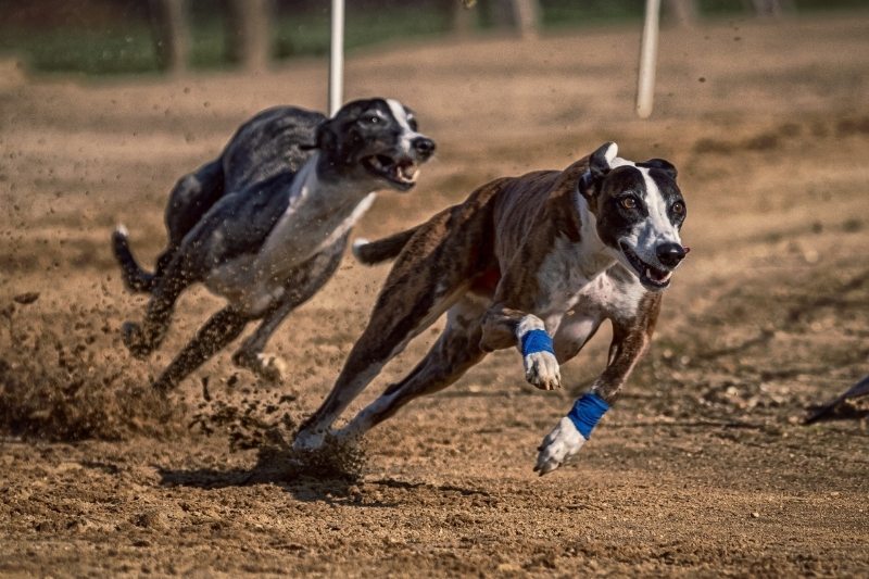 greyhound running