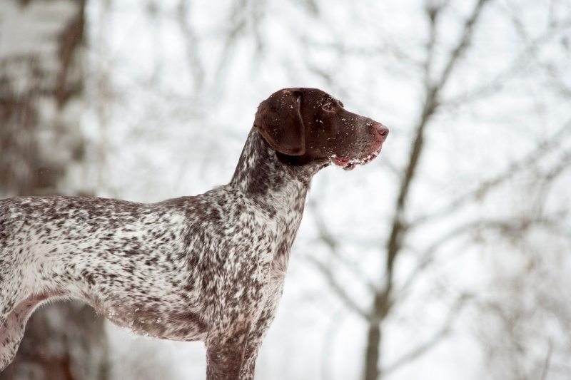 greyster dans la neige