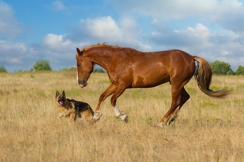 10 dog breeds that get along with horses