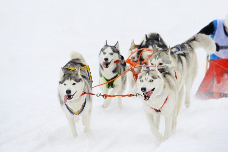 husky sibérien traîneau