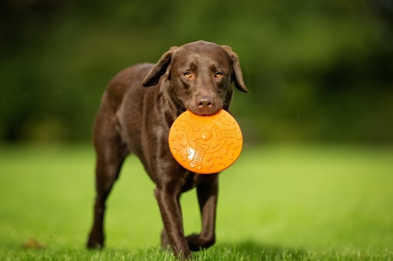 labrador con un frisbee