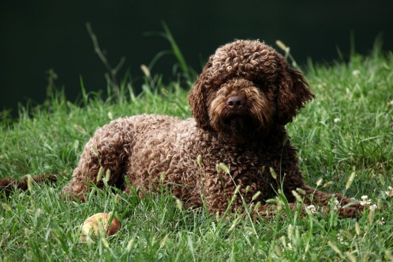 lagotto romagnolo tumbado cesped