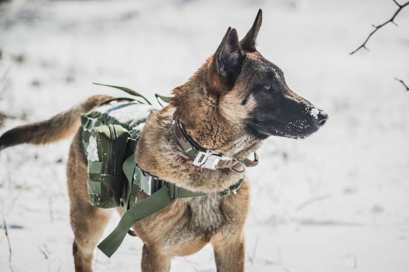 malinois in snow