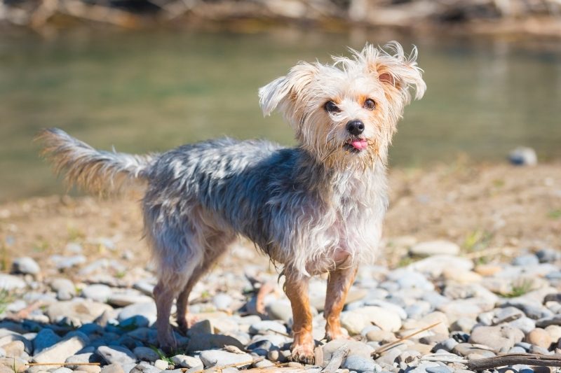 Morkie: everything about this mixed dog breed