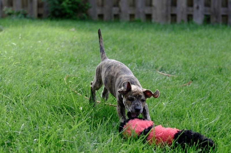 mountain cur dog