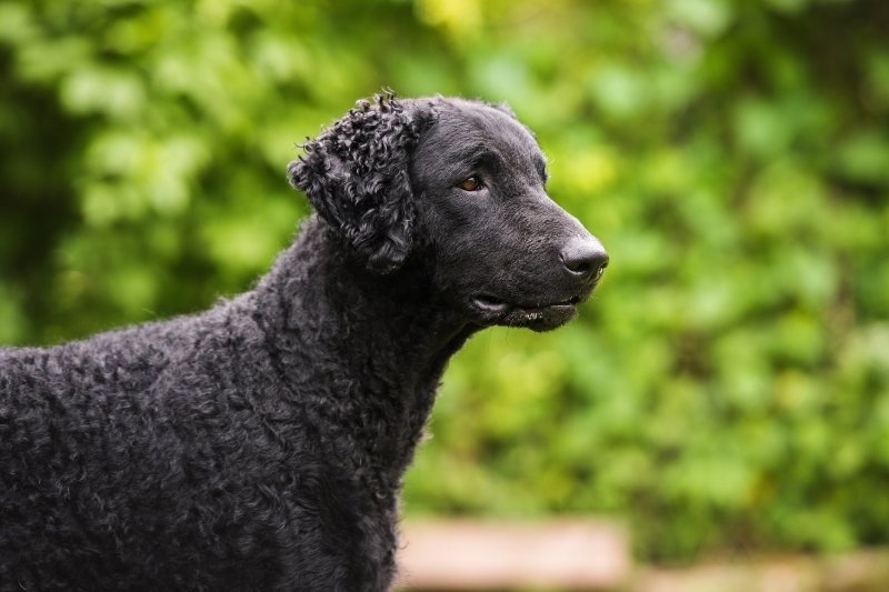 perro retriever de pelo rizado