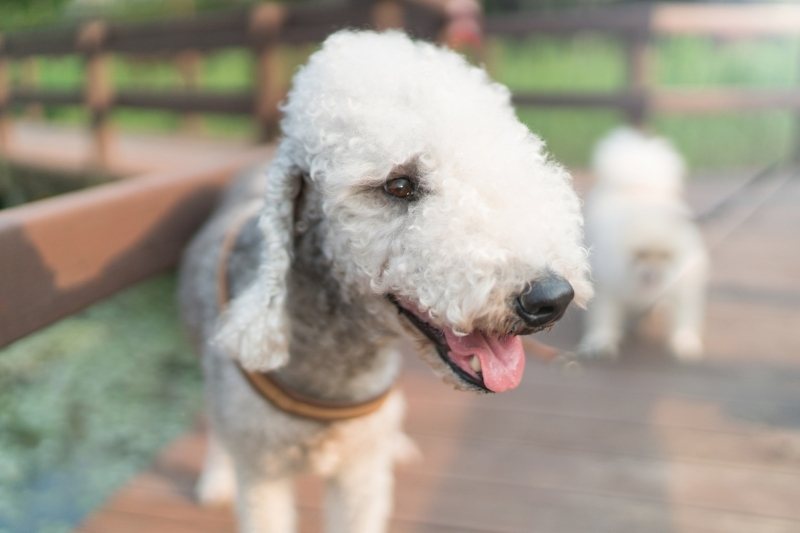 perros para alérgicos