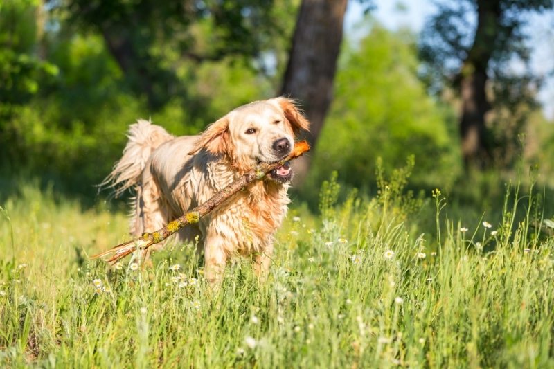 perros retriever
