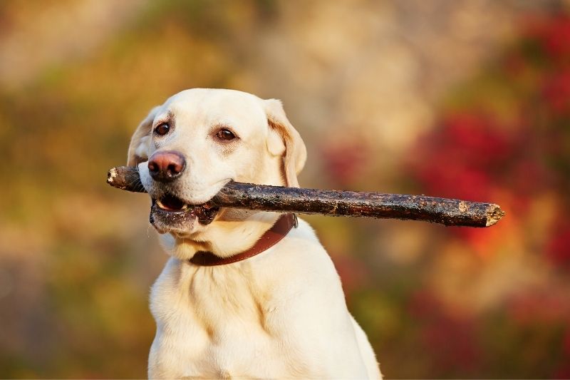pourquoi les chiens aiment les bâtons