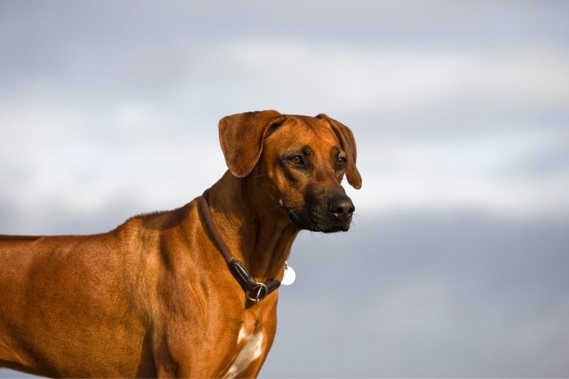 rhodesian ridgeback guard dog