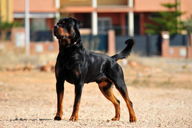 rottweiler protegiendo