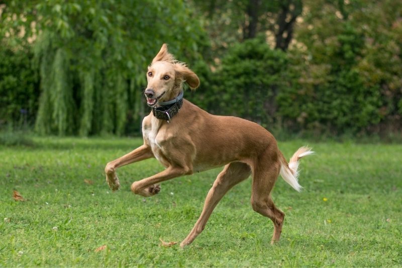 saluki fast dog