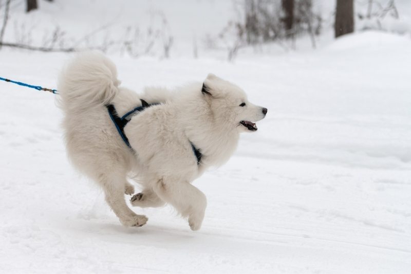 samoyède chiens de traineaux