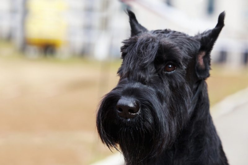 schnauzer gigante protector