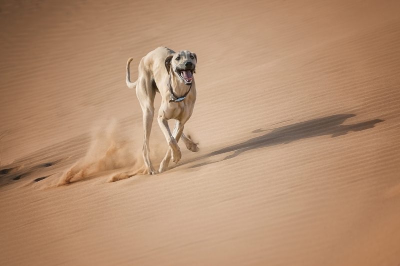 sloughi fast dog breed