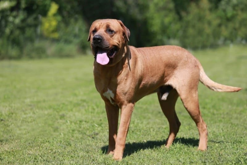 tosa inu standing on grass with tongue out