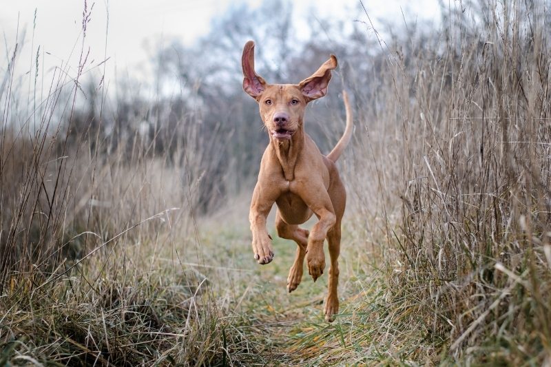 vizsla fast dog breed