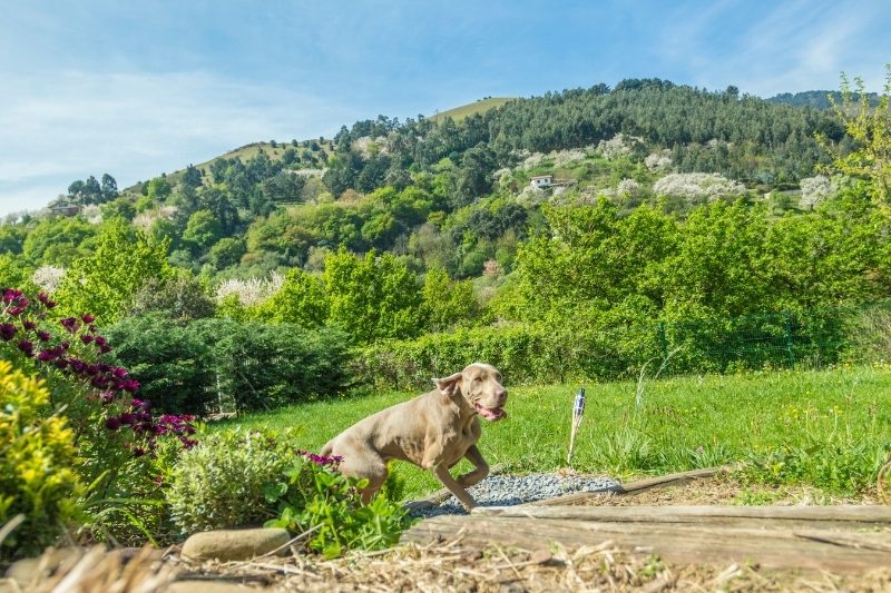 weimaraner running